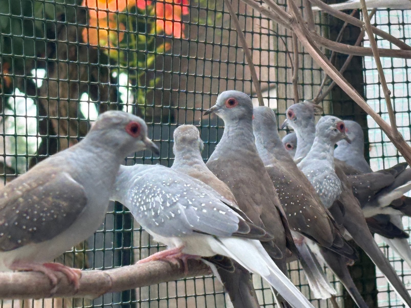 Diamantduifjes, Meerdere dieren
