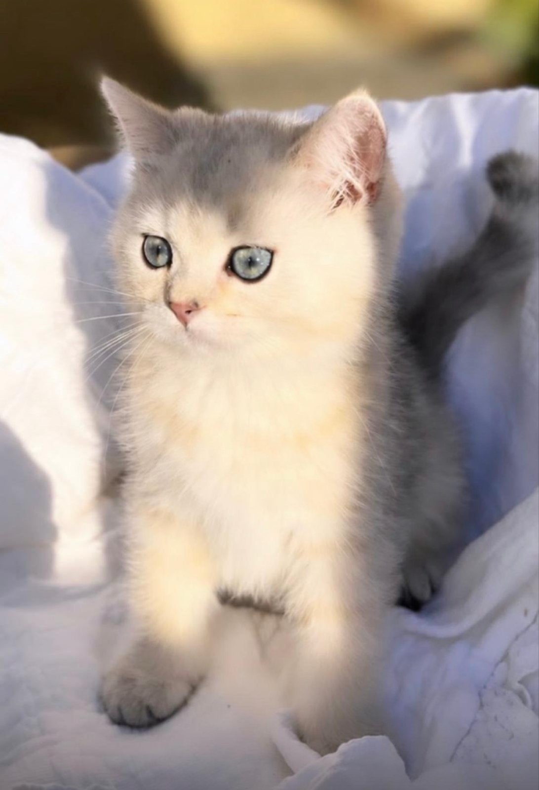 Prachtige British Shorthair Golden & Silver kittens, Meerdere dieren, Kortharig, 0 tot 2 jaar