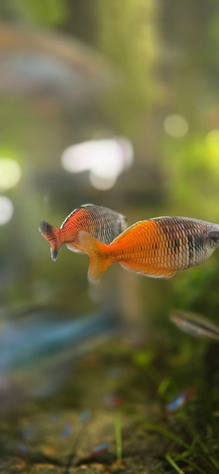 Melanotaenia boesemani, Vis, Zoetwatervis
