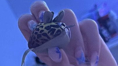 Zand muis GEZOCHT !!, Dieren en Toebehoren, Schildpad, 0 tot 2 jaar