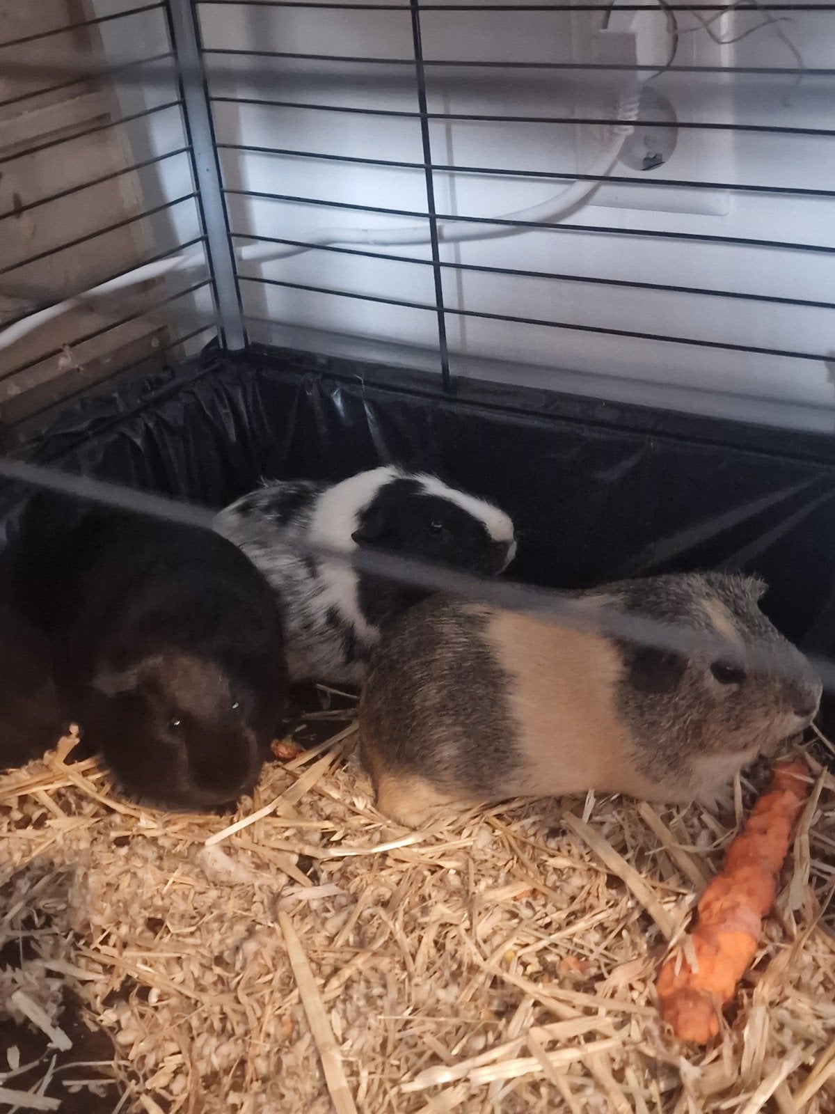 cavia, Ophalen