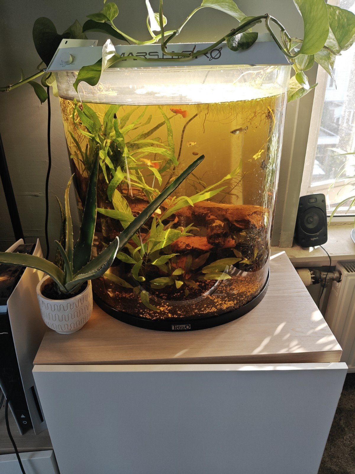 aquarium planten, Dieren en Toebehoren, Overige typen, Zoetwatervis