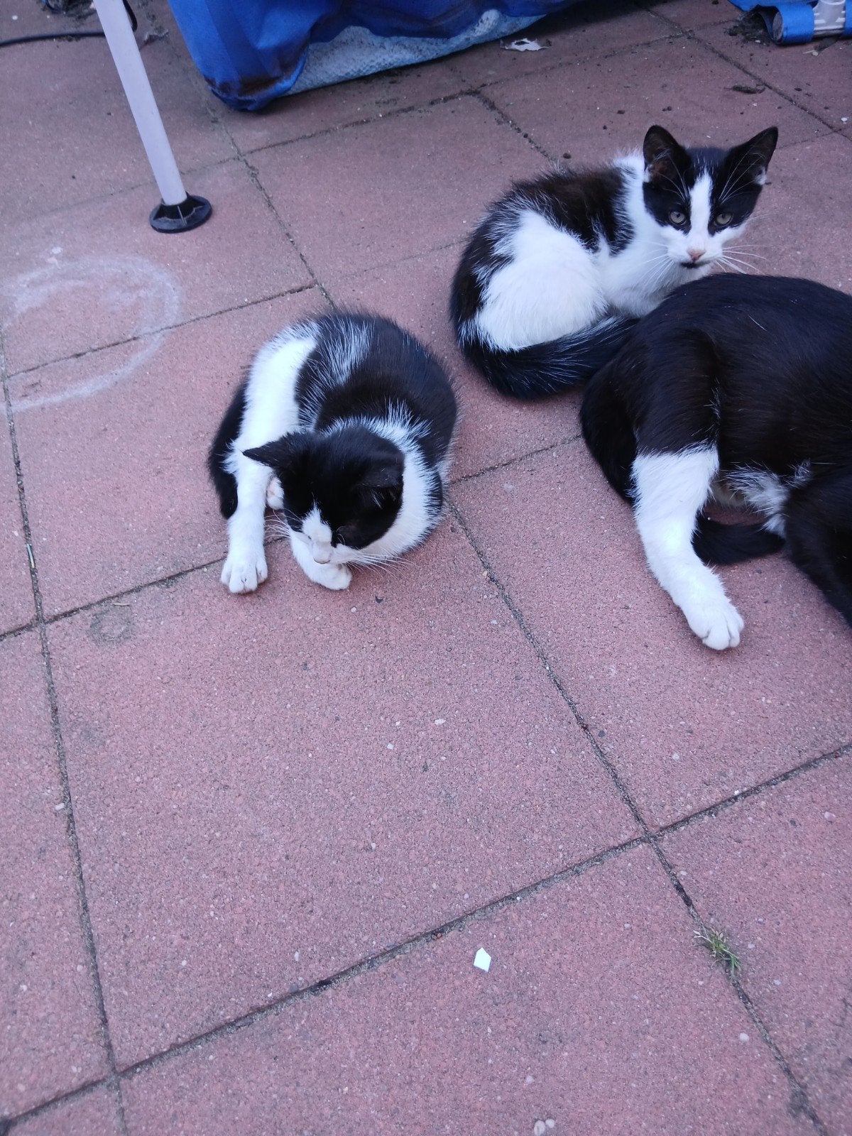 4 kittens