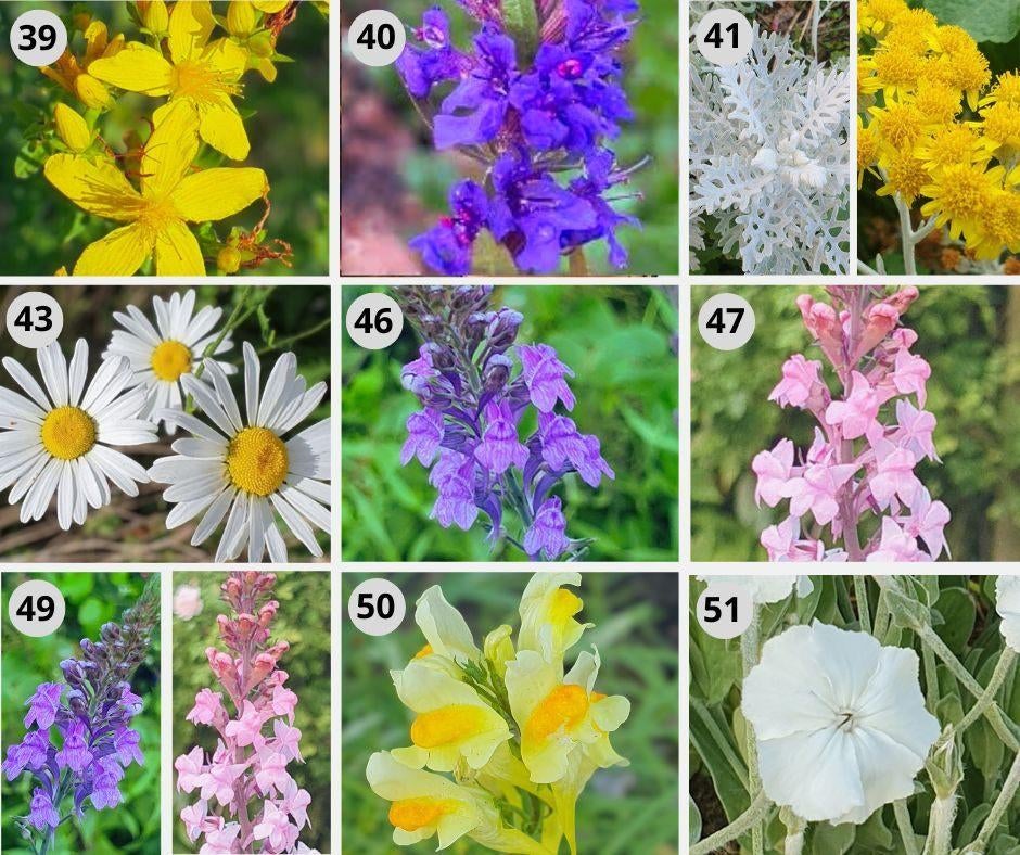 Bloemzaden uit eigen tuin Bio | Inheems | bijenplanten zaden, Ophalen of Verzenden, Voorjaar, Halfschaduw, Zaad