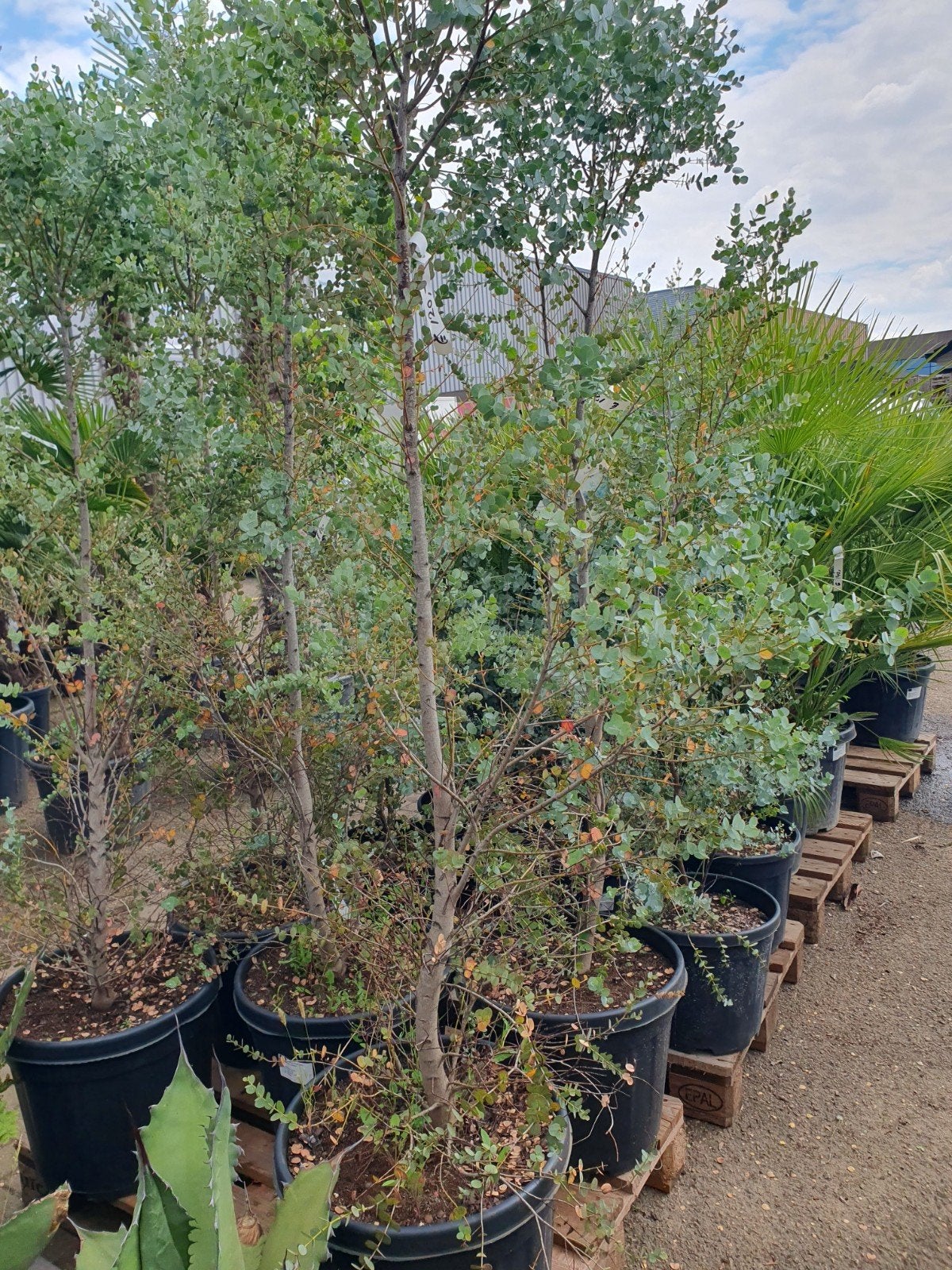 SUPER AANBIEDING 50% KORTING, Tuin en Terras, Planten | Bomen, Overige soorten, 100 tot 250 cm, Zomer, Ophalen