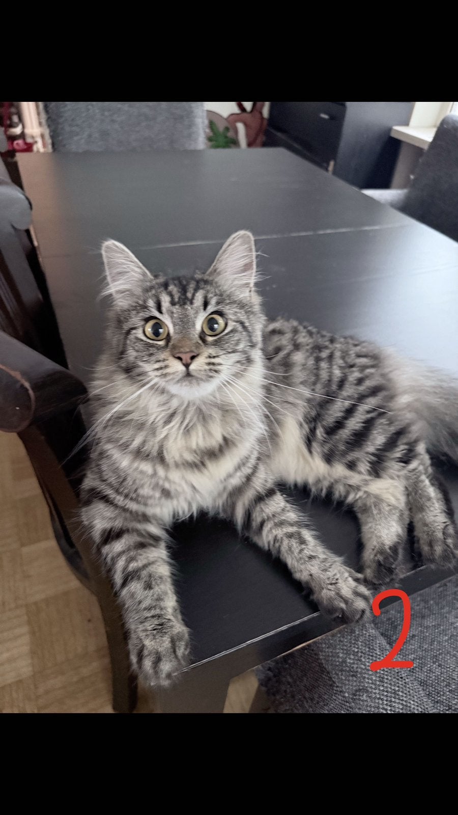 Prachtige kitten/poes Maine Coon x Ragdoll, Meerdere dieren, Ontwormd, 0 tot 2 jaar