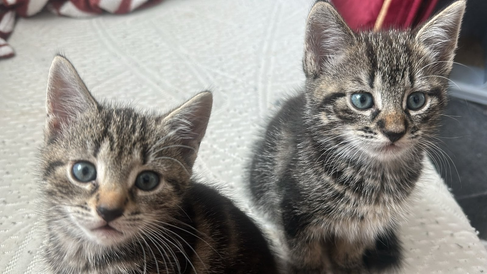 Lieve kittens zoeken een warm huis, Meerdere dieren, Kortharig, 0 tot 2 jaar