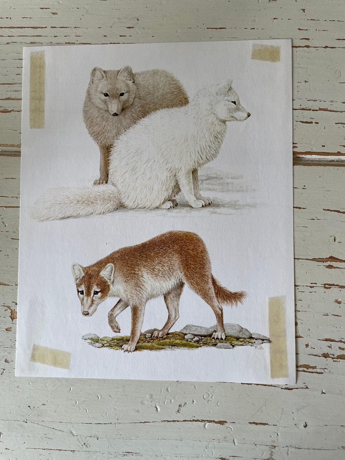 Vintage print van poolvossen - Artis Collectie, Ophalen of Verzenden, Print, Print/reproductie