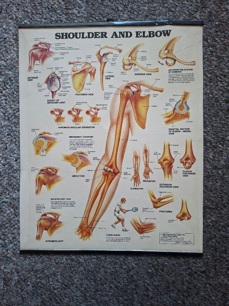 anatomische mini-poster schouder- en ellebooggewricht, Verzenden, Beta, Gelezen, HBO