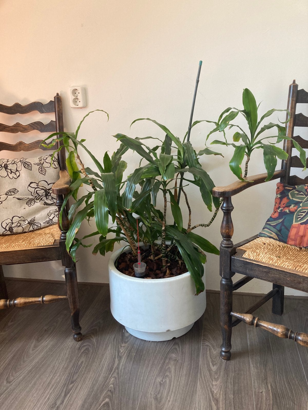 Dracaena met pot, Ophalen, Halfschaduw, Minder dan 100 cm