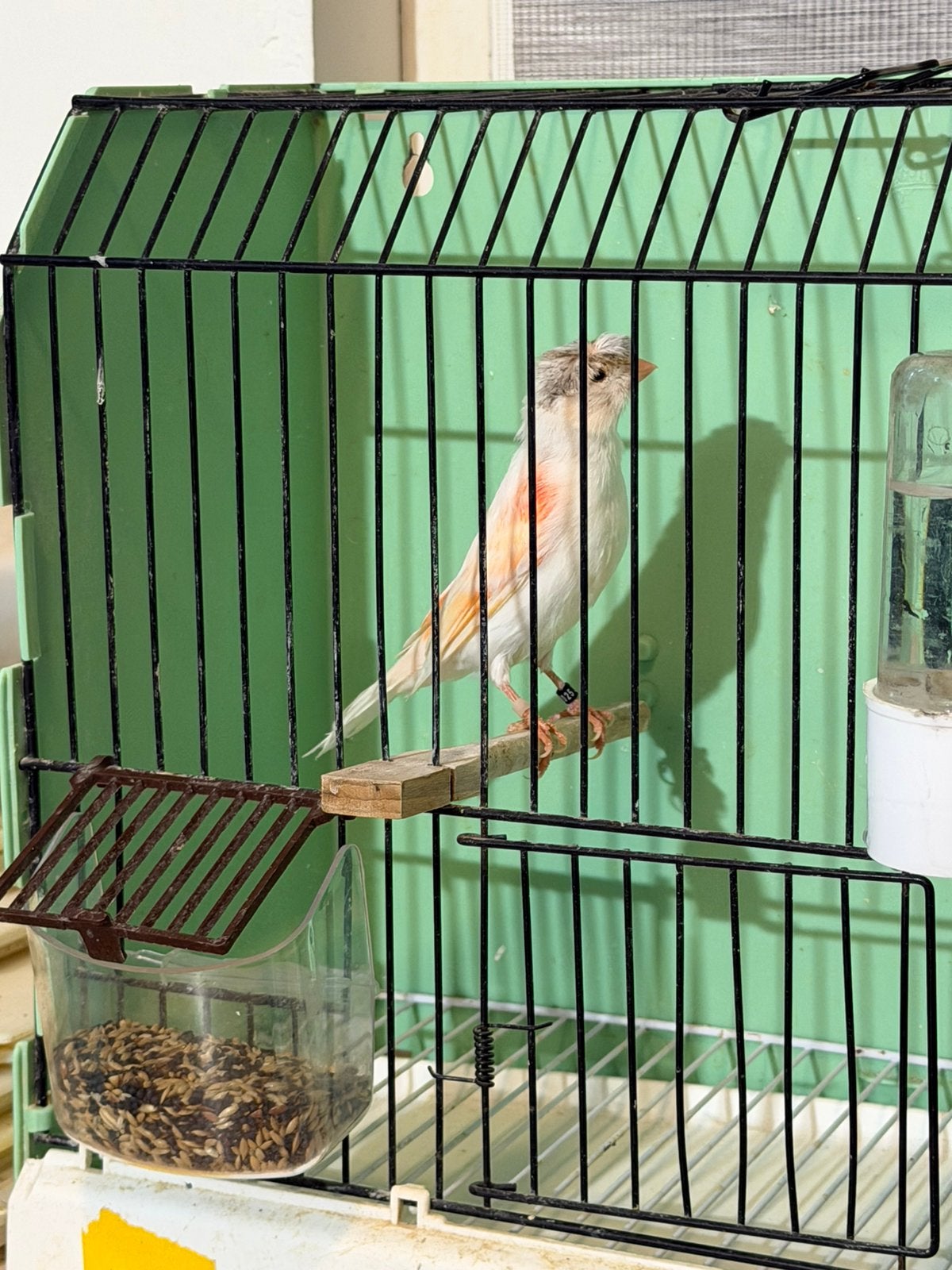 Kuif rood mozaiek, Dieren en Toebehoren, Meerdere dieren, Kleurkanarie