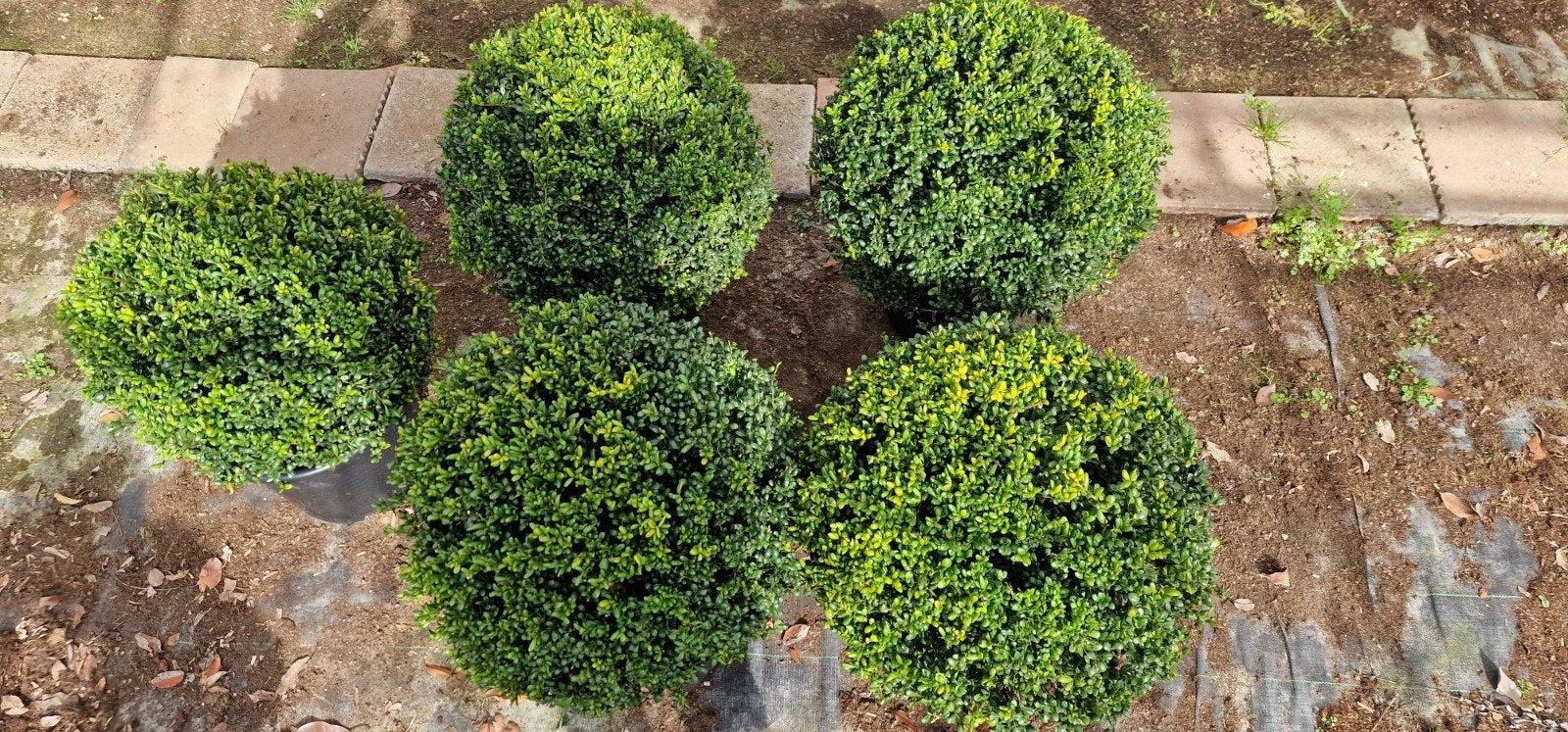 Ilex bollen in diverse maten vanaf 22 euro, Vaste plant, Bloeit niet, Halfschaduw, Ophalen