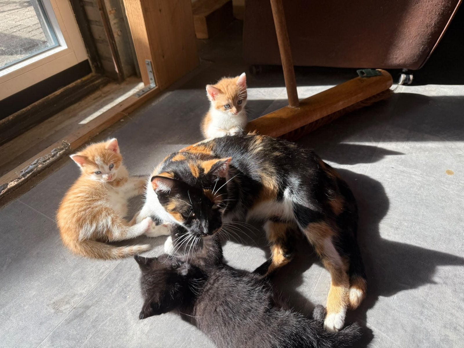 Kittens
