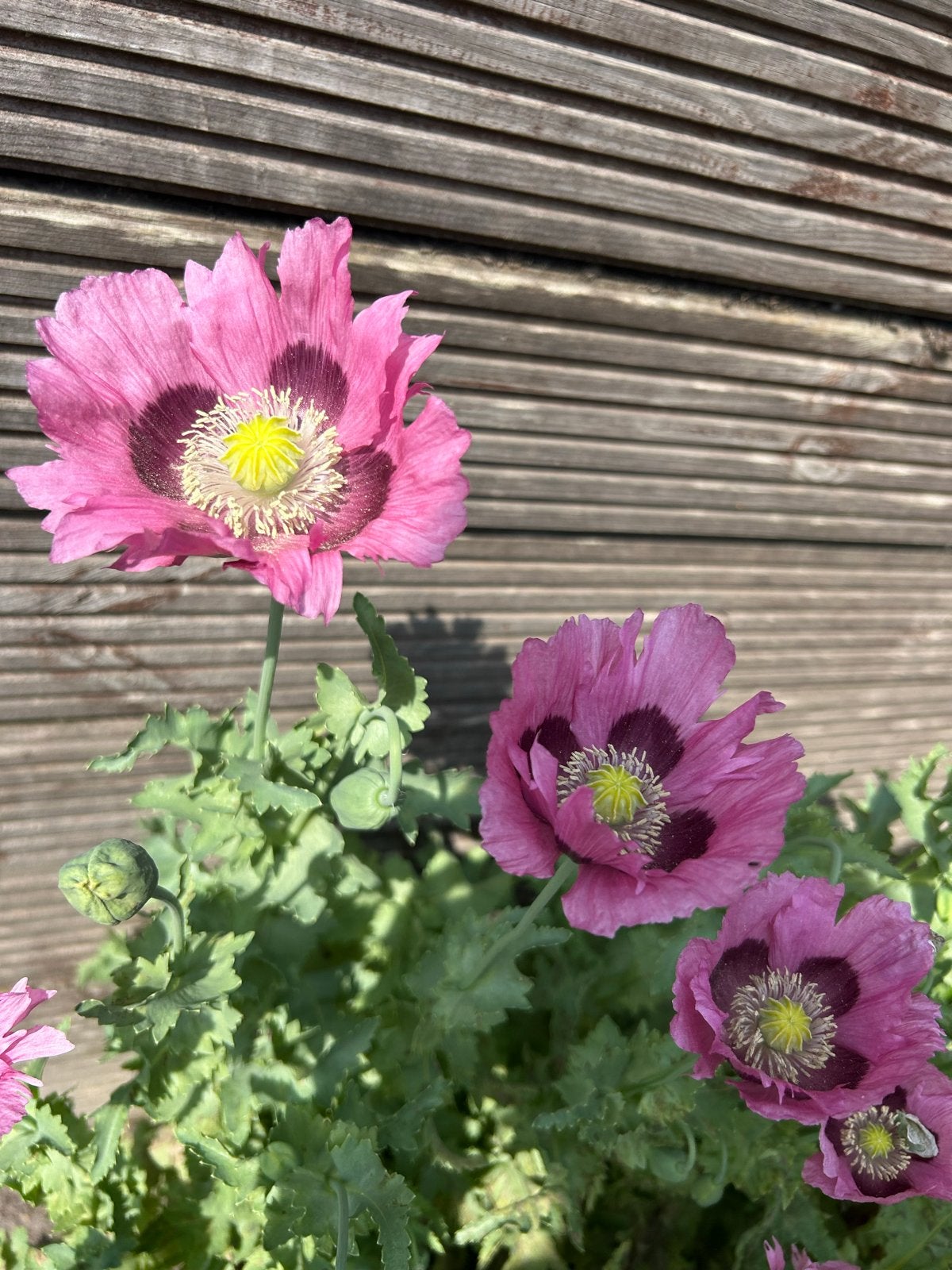Papaver zaden (klaproos, roze/paars), Ophalen of Verzenden, Voorjaar, Volle zon, Zaad