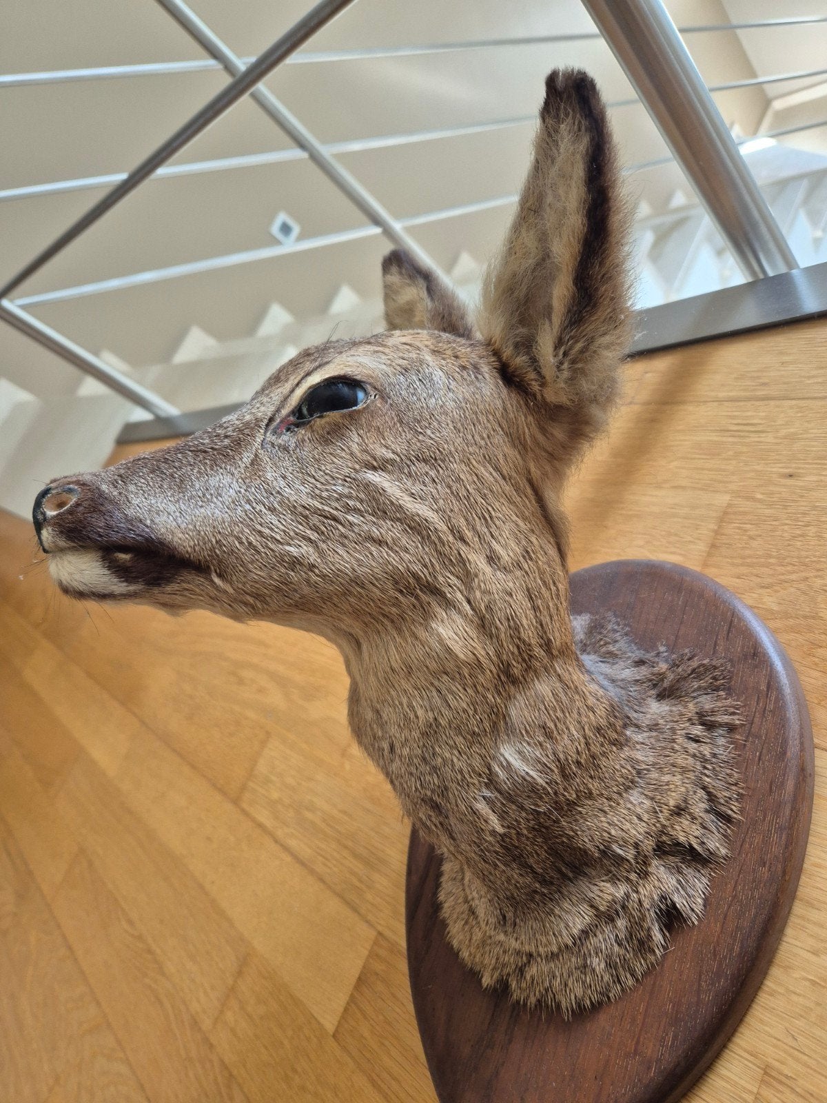 Vintage hert taxidermie ree, Ophalen of Verzenden