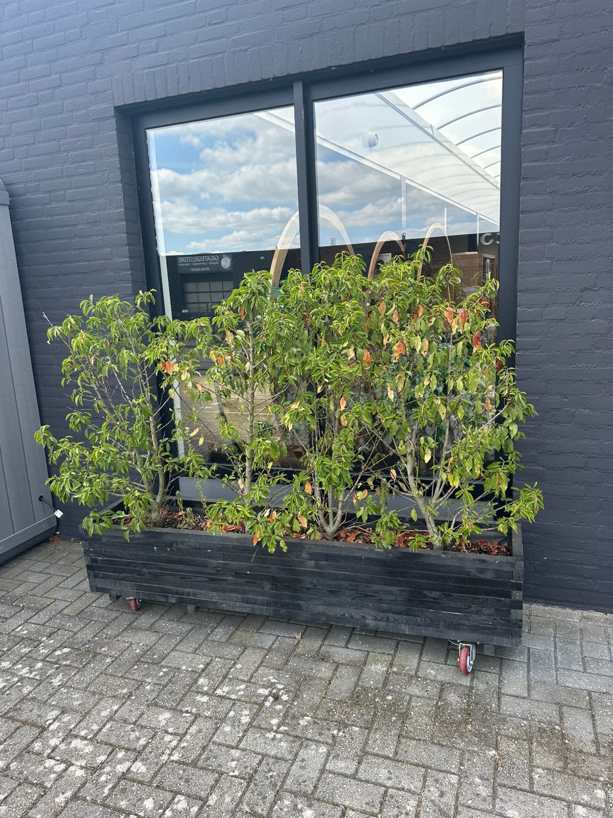Plantenbak bloembak inc planten gratis Breda 2 meter breed, Tuin en Terras, Bloembakken en Plantenbakken, Ophalen of Verzenden