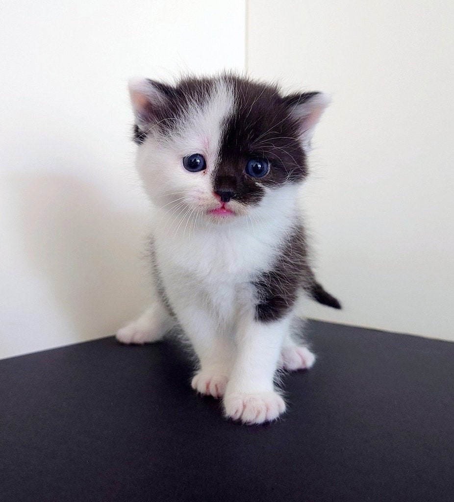 Ragdoll - Britse korthaar x Europese Kitten Joek [15 weken], Meerdere dieren, Ontwormd, 0 tot 2 jaar