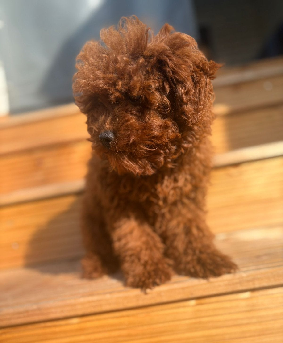 toy poedel teefje diep abrikoos toypoodle, Poedel, 15 weken tot 1 jaar, Teef, Parvo