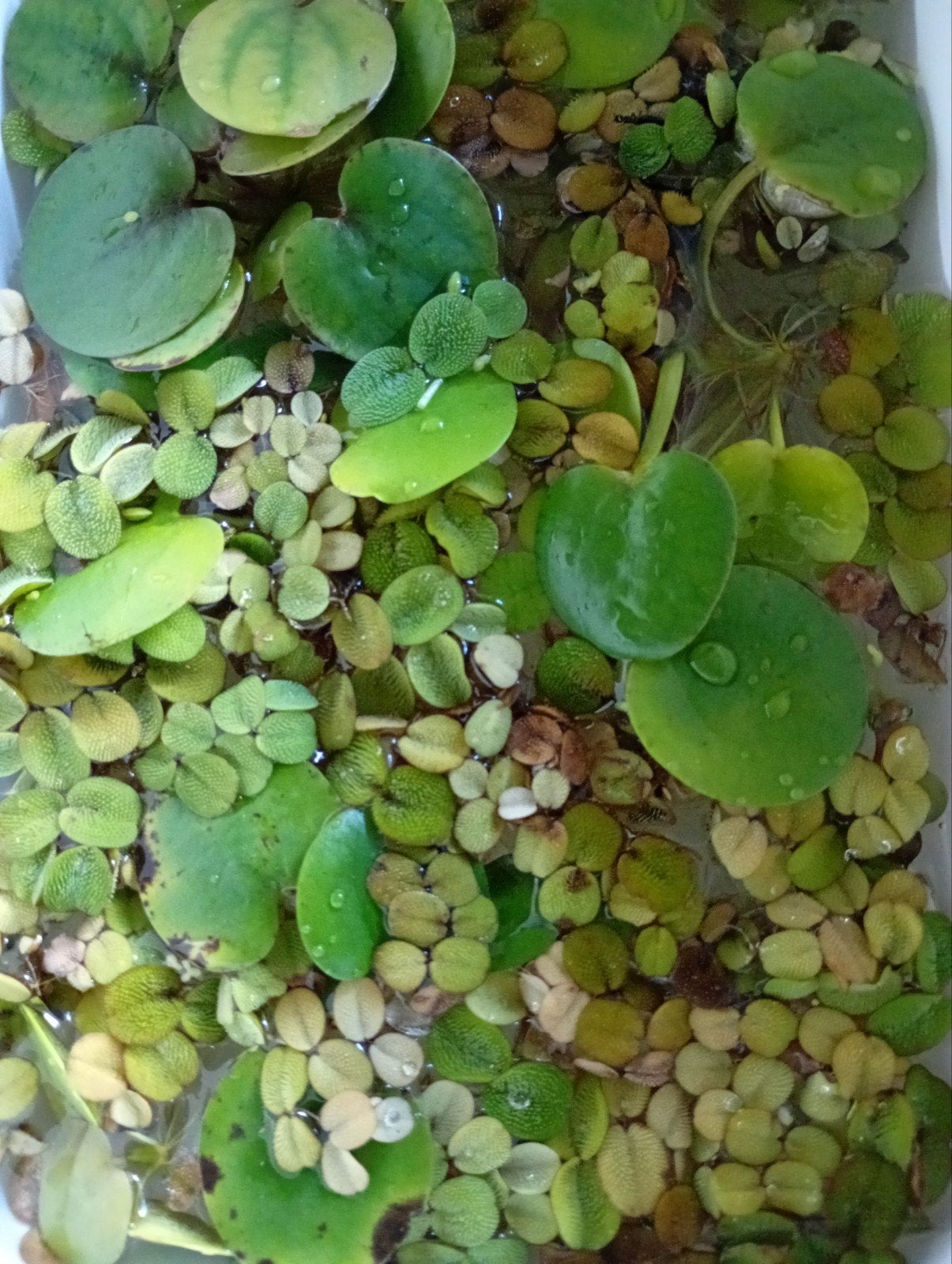 drijfplanten vanaf €0.50, Ophalen, Leeg aquarium