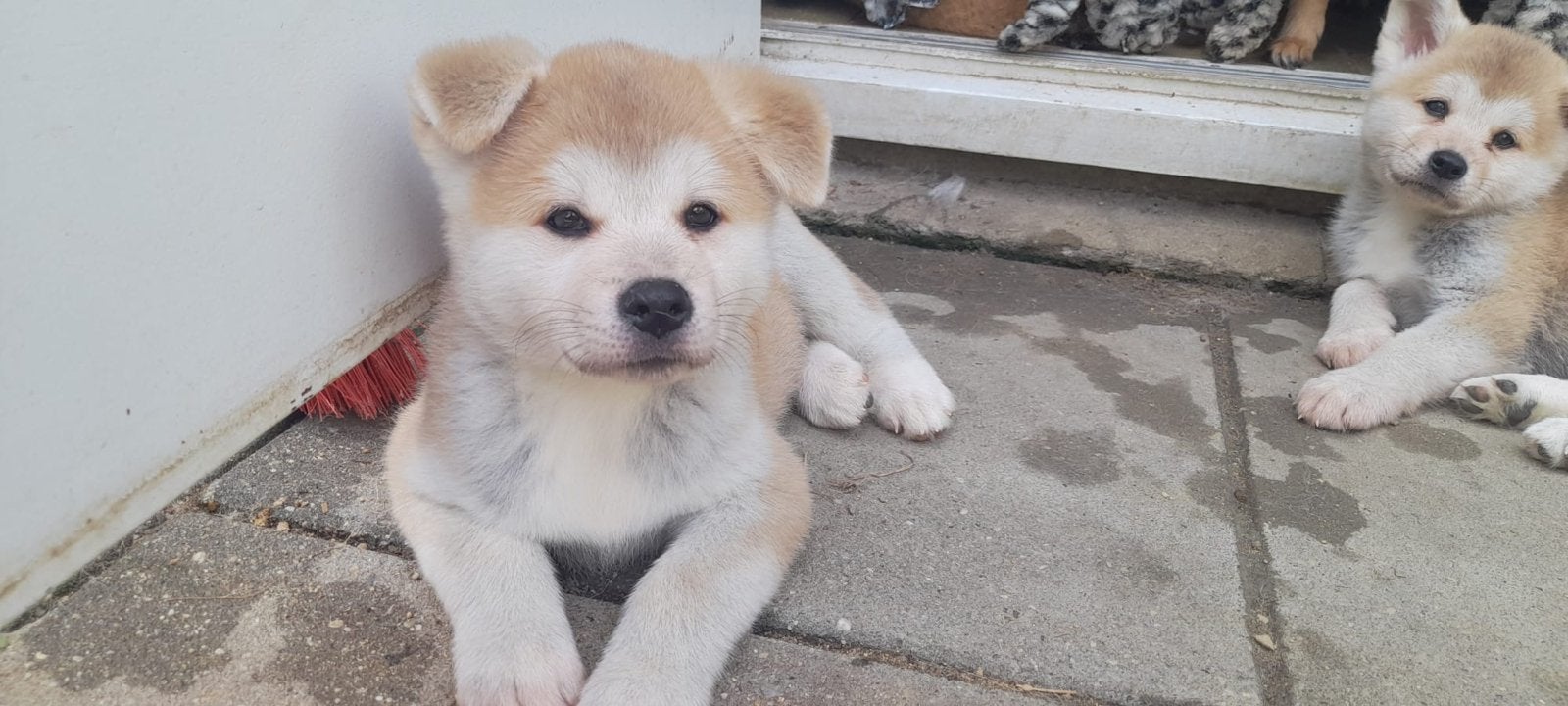 Japanse akita pup., Dieren en Toebehoren, Reu, CDV (hondenziekte), 8 tot 15 weken, Groot