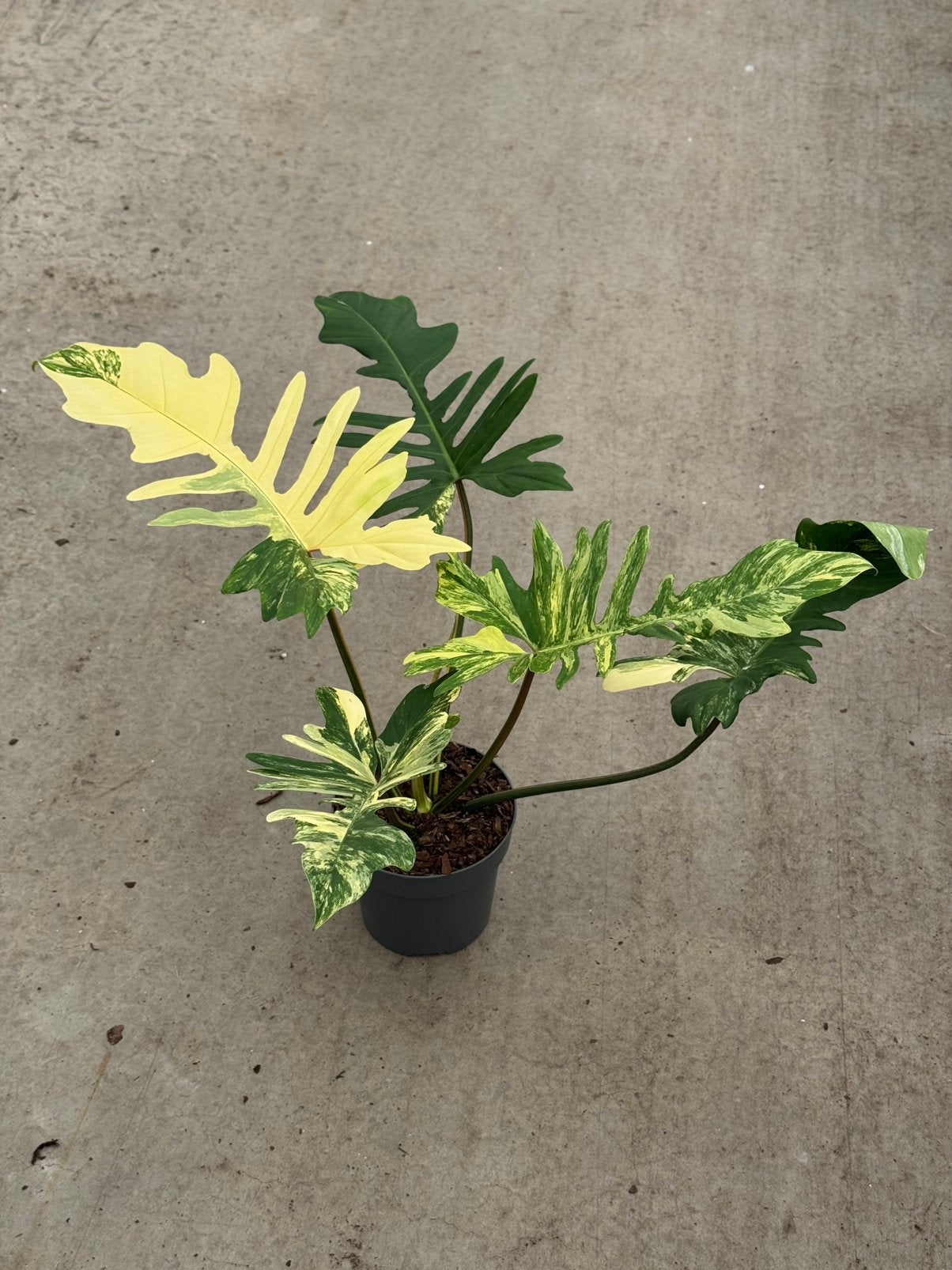 Philodendron Florida Beauty X Mayoi Variegata groot, Ophalen of Verzenden, Halfschaduw, Minder dan 100 cm