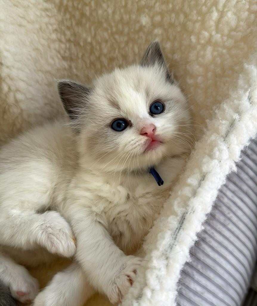 Ragdoll kittens, Dieren en Toebehoren, Meerdere dieren, Met stamboom, 0 tot 2 jaar