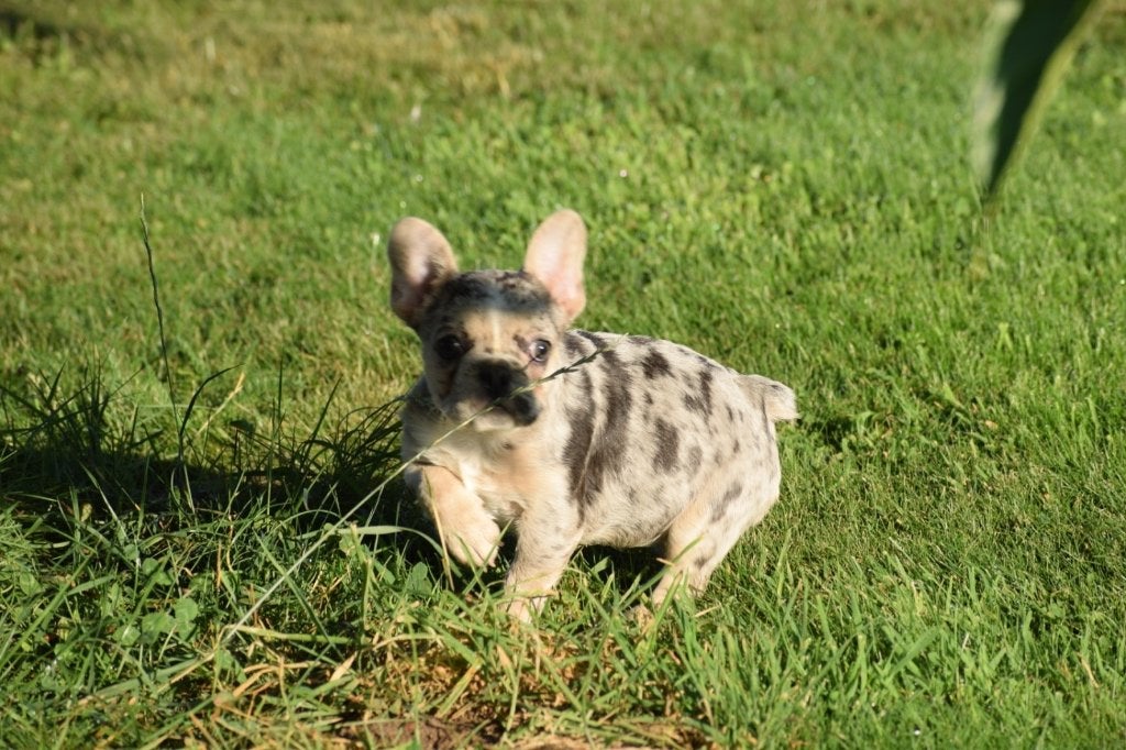 Franse bulldog pups, 8 tot 15 weken, Buitenland, Parvo, Bulldog
