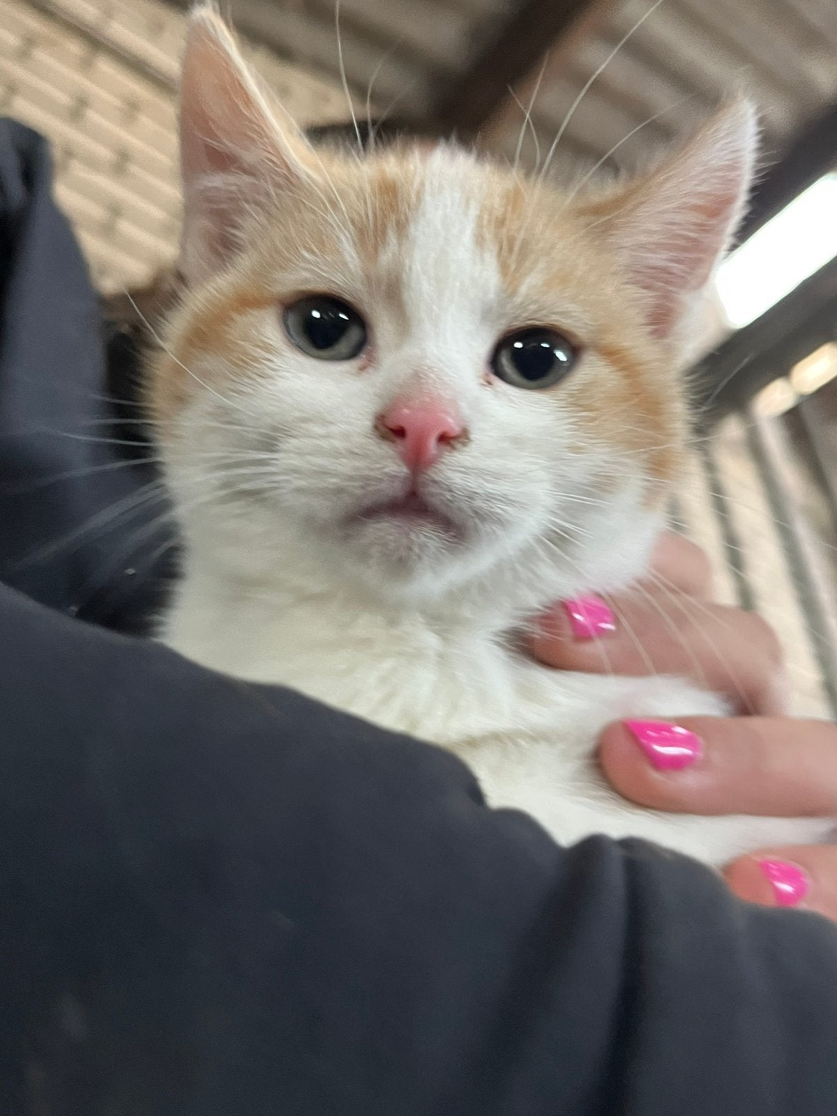 Boerderij kittens, Dieren en Toebehoren, Meerdere dieren, Kortharig, 0 tot 2 jaar