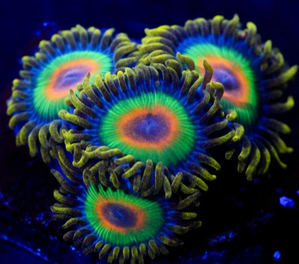 Rasta Zoa stek +/- 30 poliepen, Dieren en Toebehoren, Vis, Zoutwatervis
