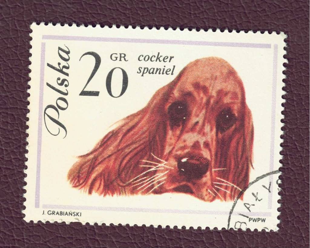 Fauna - Honden - Polska - 20 Gr - Cocker Spaniel - gebr, Ophalen of Verzenden, Gestempeld, Dier of Natuur