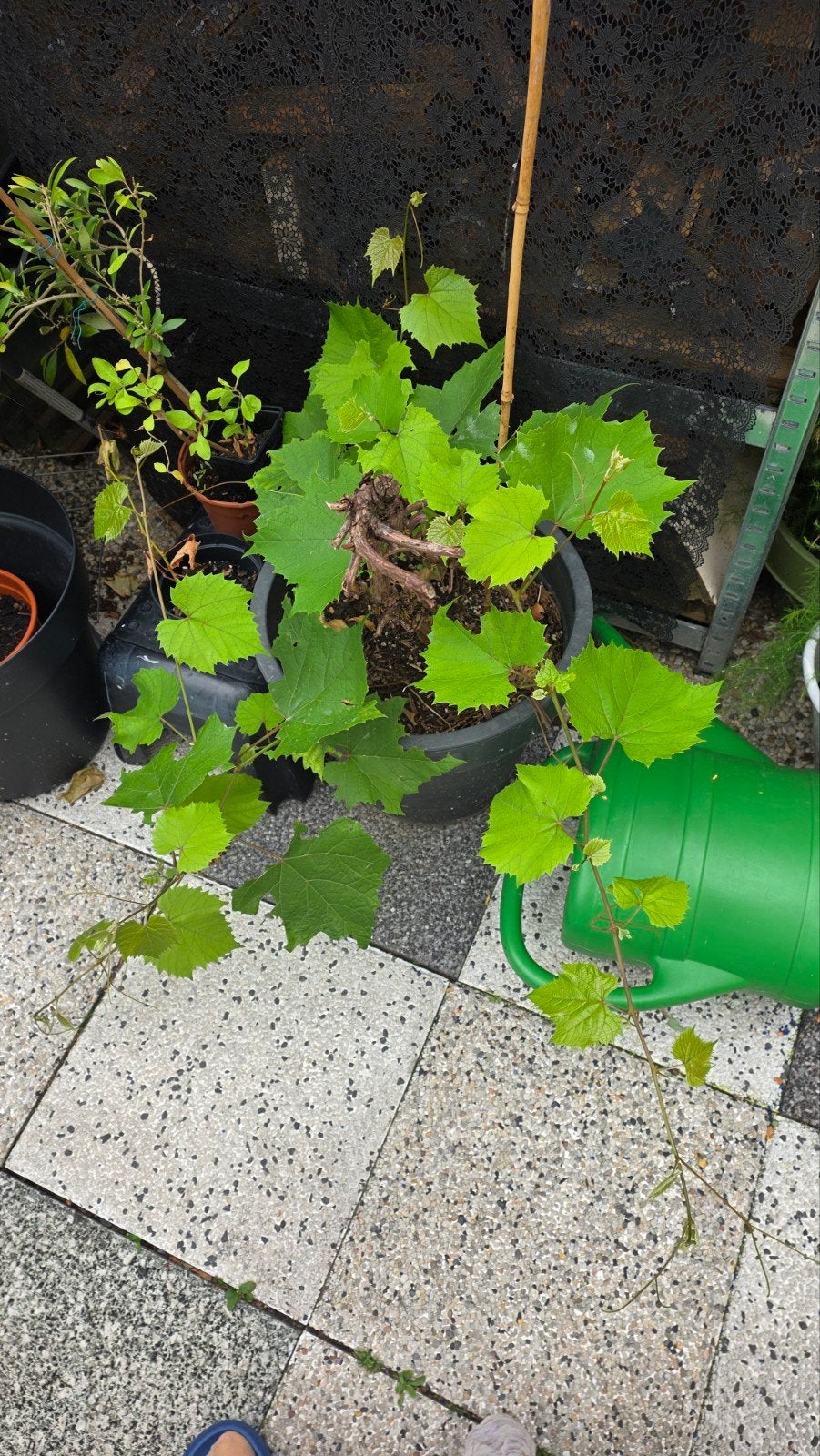 2 Blauwe druiven in pot - perfect voor tuin of balkon, Volle zon, Vaste plant, Ophalen of Verzenden, Fruitplanten