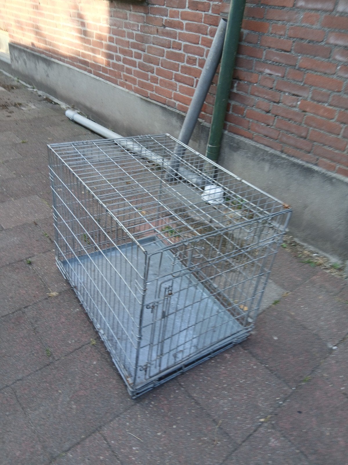 Hondebens, Ophalen