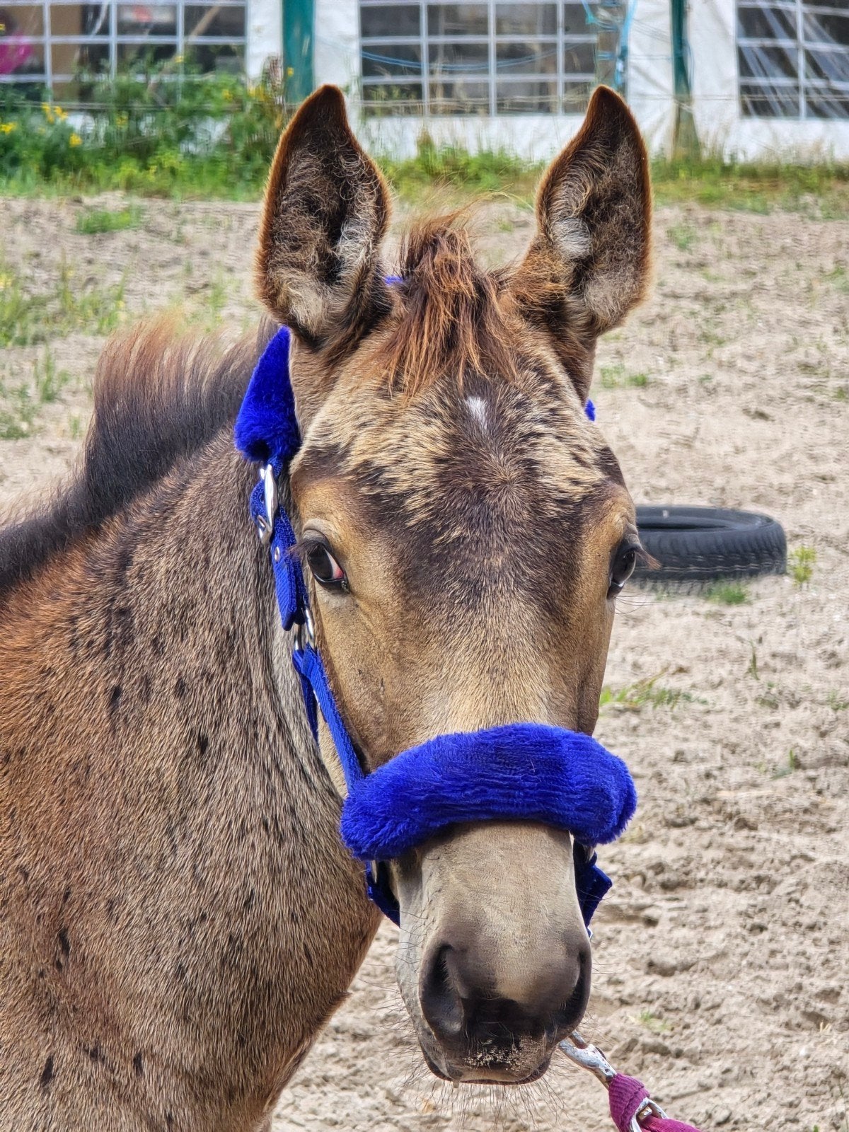gaaf appaloosa hengstveulen, Merrie, 165 tot 170 cm, Recreatiepaard, 11 jaar of ouder