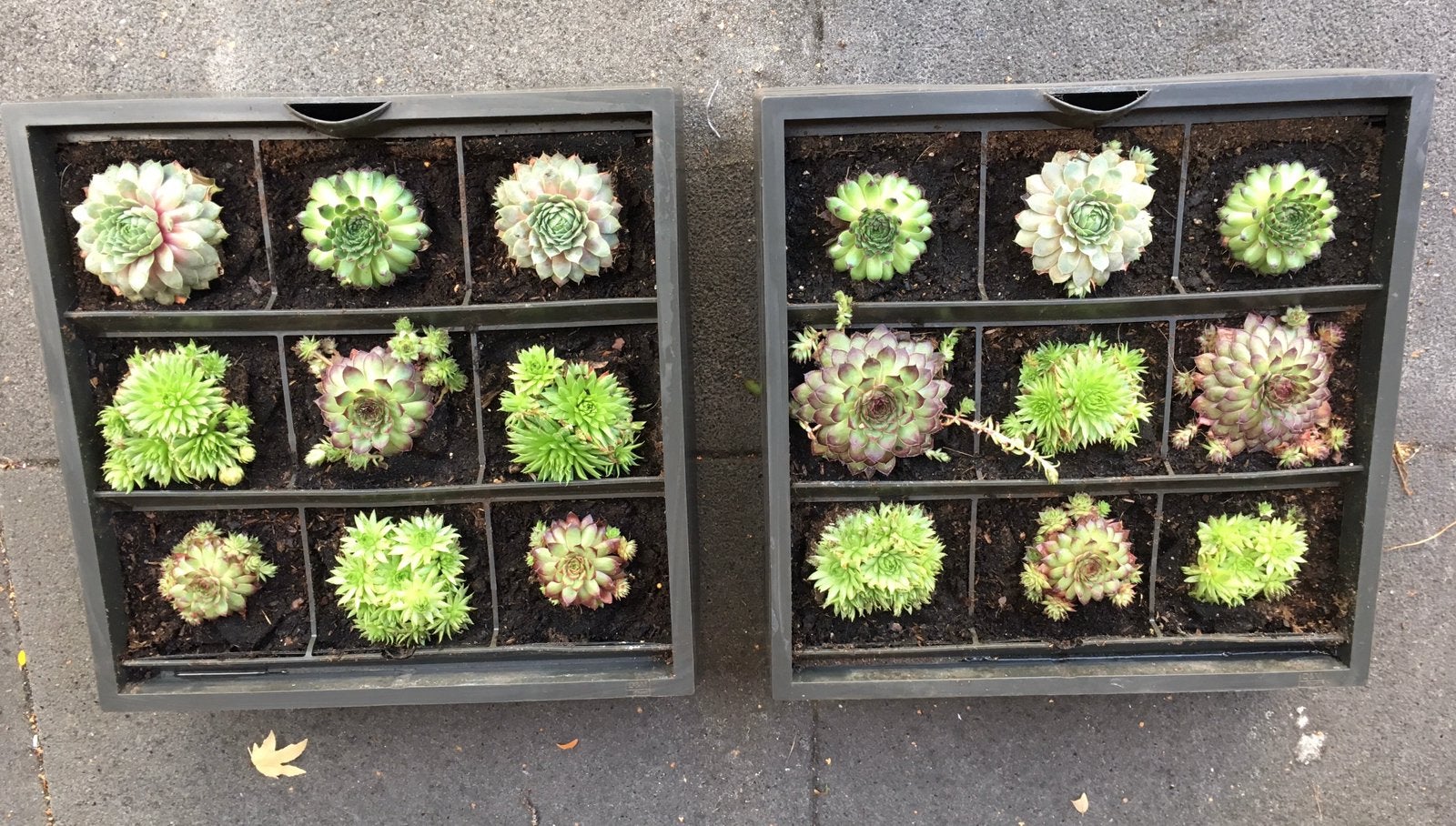 Blikvanger! 2 Design plantenbakken D&M Depot verticale tuin!, Kunststof, Gebruikt, Minder dan 60 cm, Vierkant