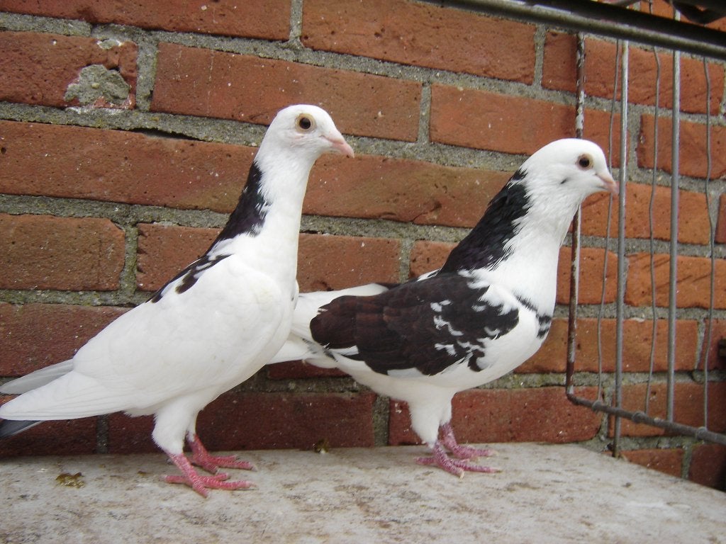 Sierduiven.., Dieren en Toebehoren, Meerdere dieren, Overige soorten