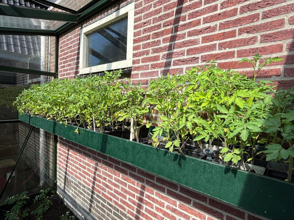 Diverse groente plantjes, Ophalen, Eenjarig, Groenteplanten, Volle zon