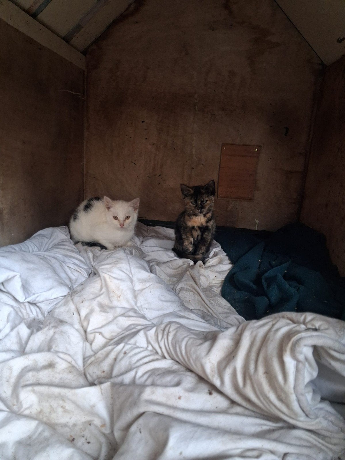 kittens van de boerderij, Dieren en Toebehoren, Meerdere dieren