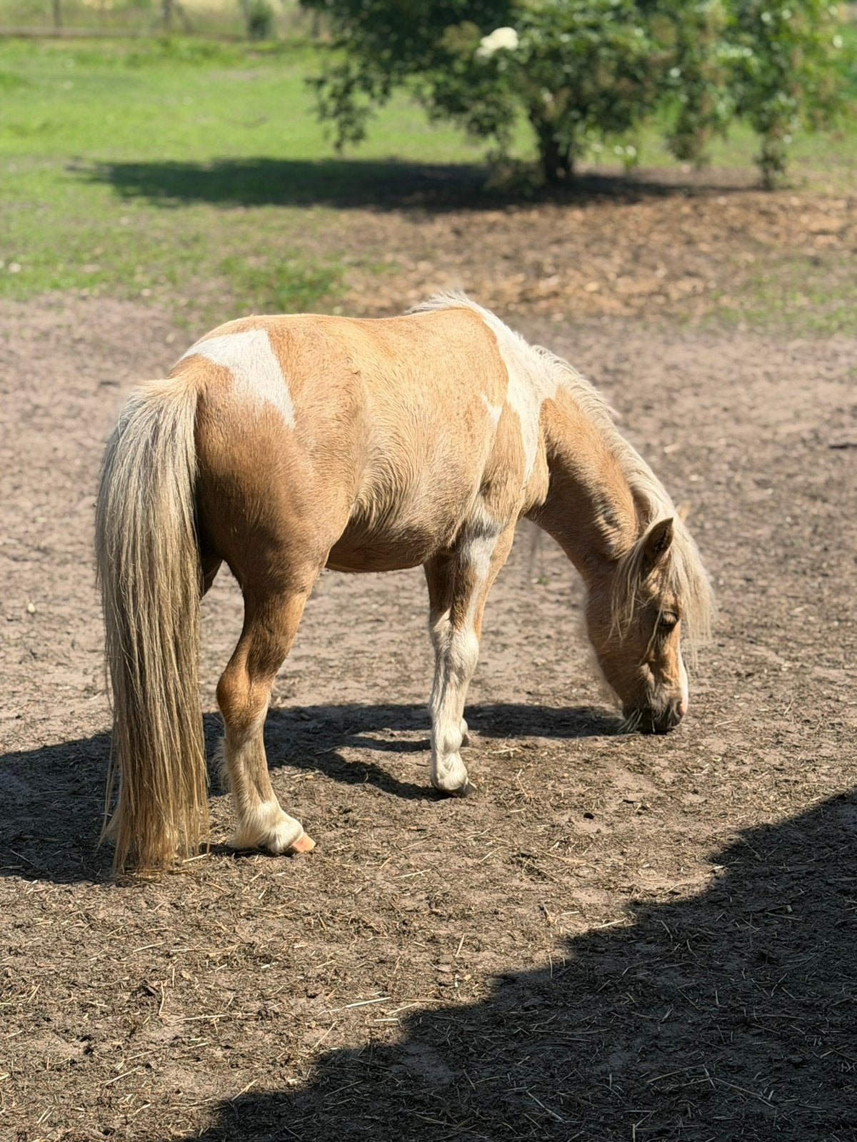 Falabella merries, Dieren en Toebehoren, Paarden en Pony's | Dekhengsten en Fokmerries, Merrie