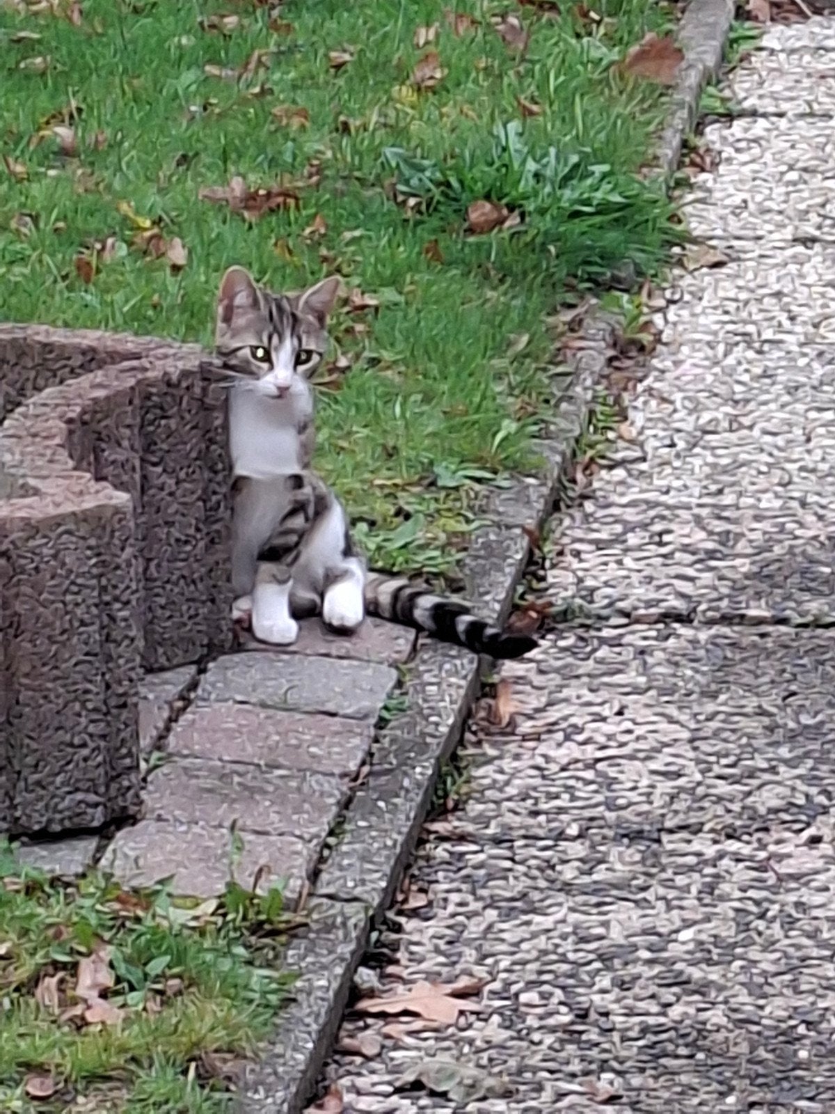 kittens, Dieren en Toebehoren, Meerdere dieren