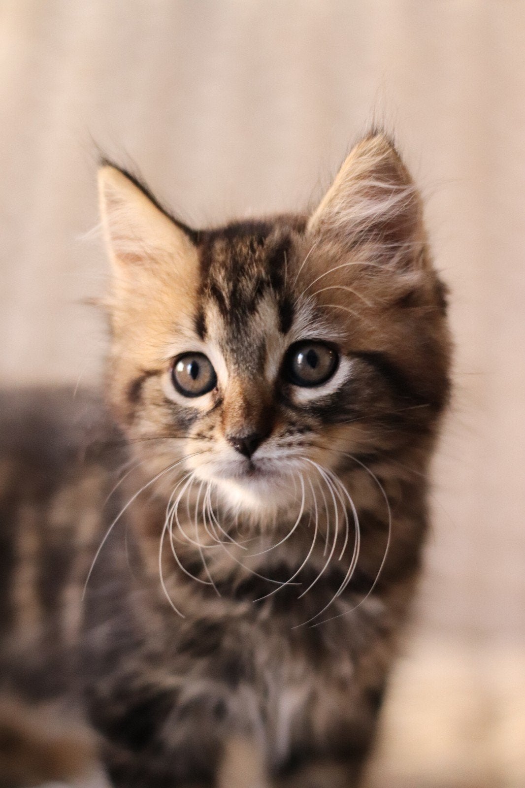 Maine Coon x Ragdoll kittens, Dieren en Toebehoren, Meerdere dieren, Ontwormd, 0 tot 2 jaar