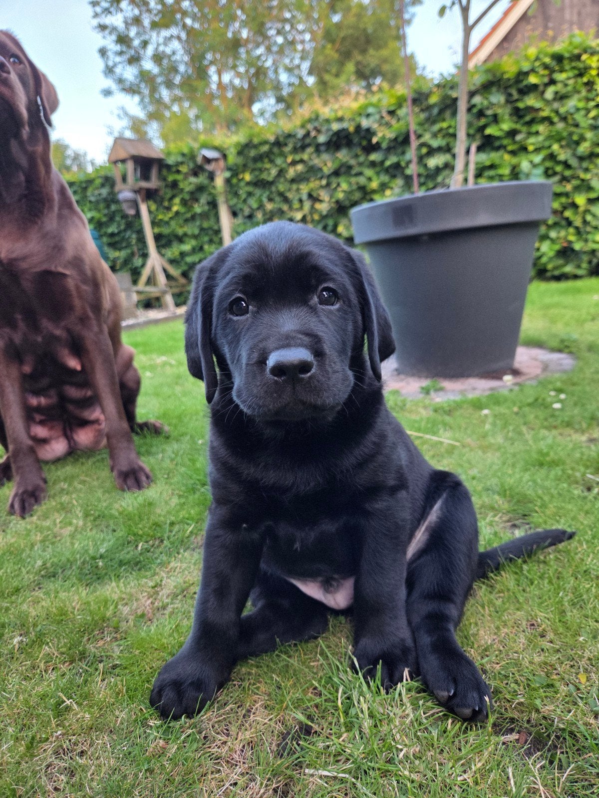 Labrador pups te koop, Dieren en Toebehoren, Honden | Retrievers, Spaniëls en Waterhonden, Reu, 8 tot 15 weken, Labrador retriever