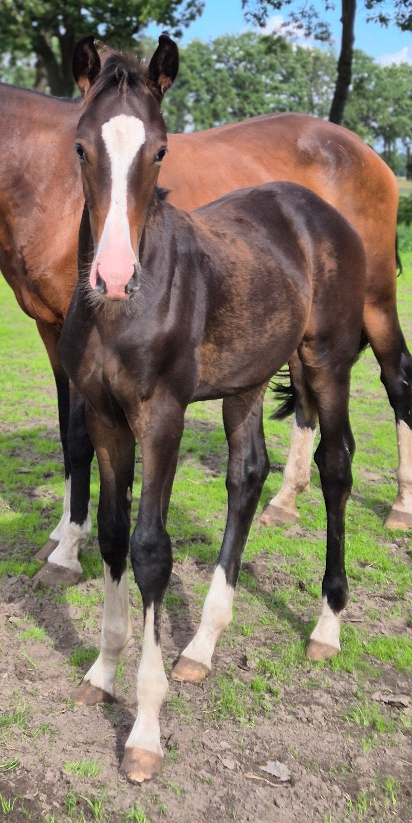 Dressuur Hengstveulen, Dieren en Toebehoren, Met stamboom, Dressuurpaard, 0 tot 2 jaar, Hengst