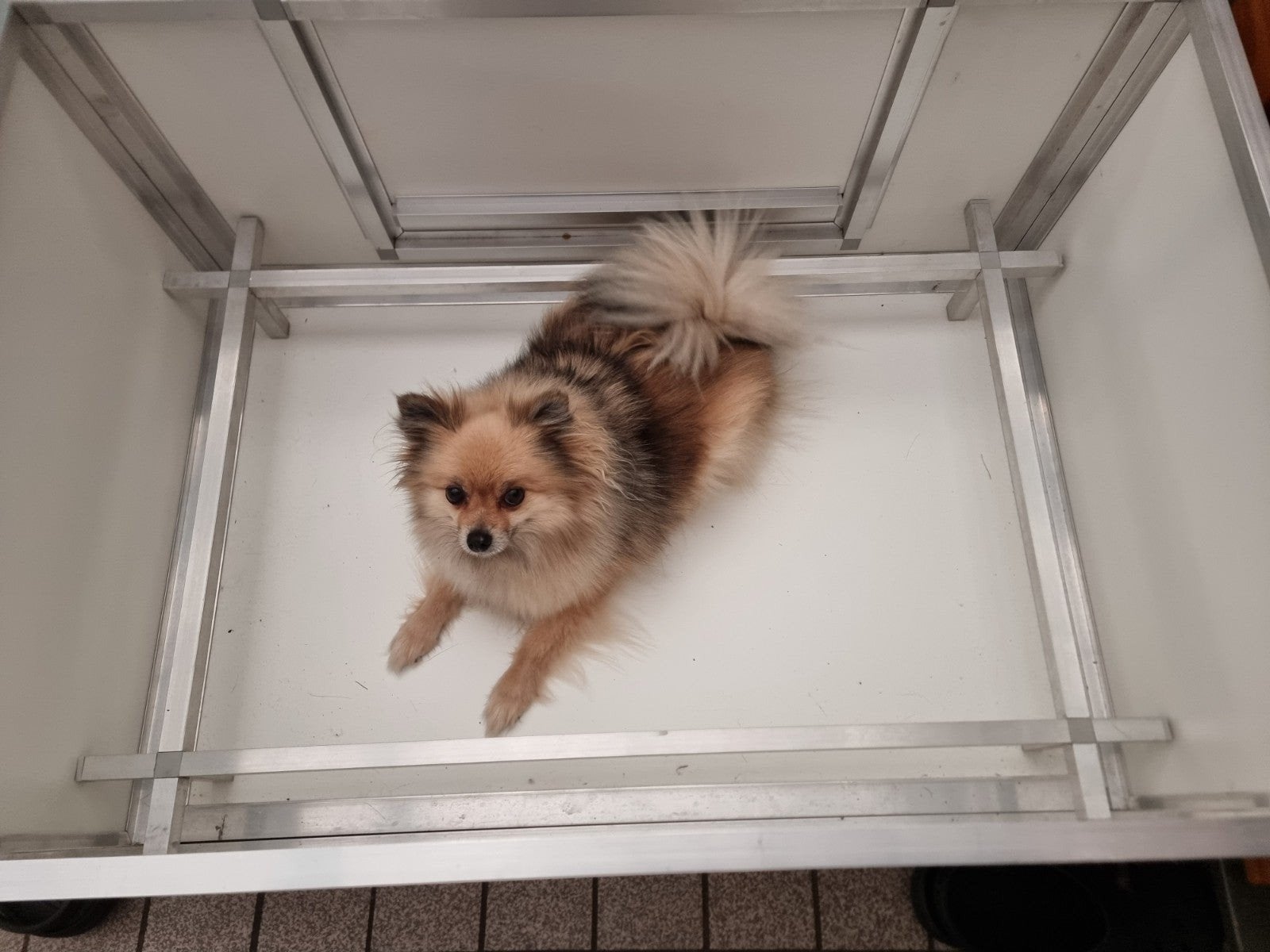 Werpkist 60 x 90 x 40, Dieren en Toebehoren, Ophalen, Zo goed als nieuw