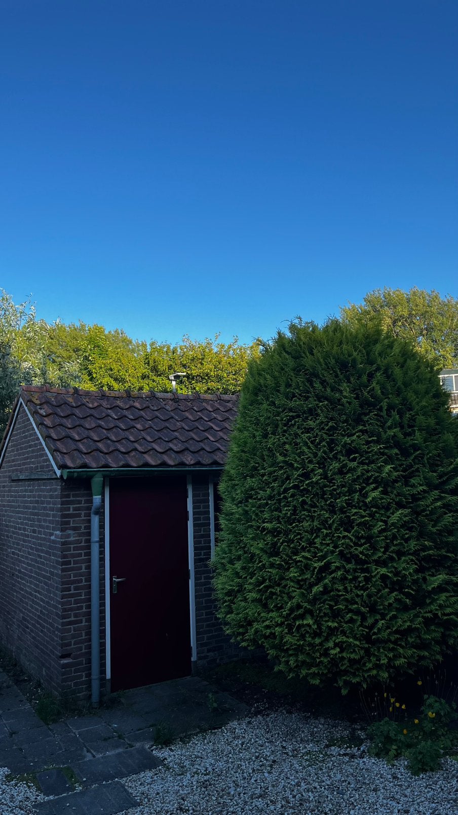 Grote conifeer (boom/plant/haag), Tuin en Terras, Planten | Bomen, Ophalen, Bloeit niet, Halfschaduw, Overige soorten