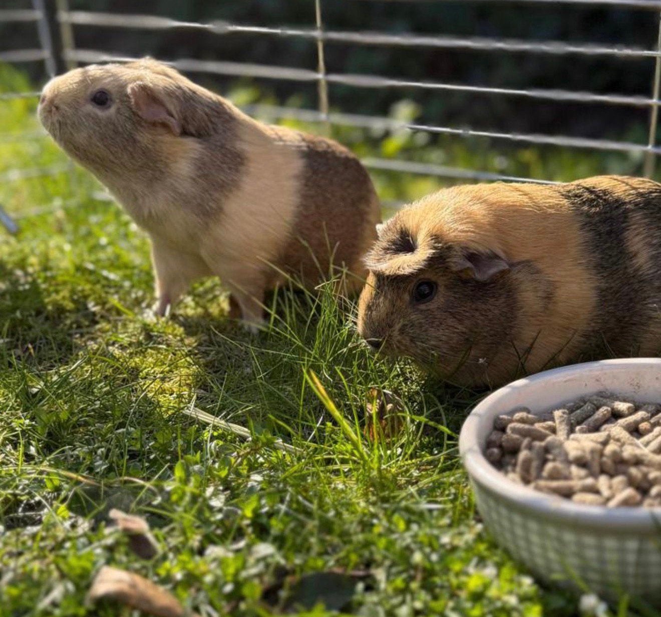 Liefdevol thuis gezocht voor 2 Cavia zeugjes, Dieren en Toebehoren, Cavia, Vrouwelijk, Mei, Tam