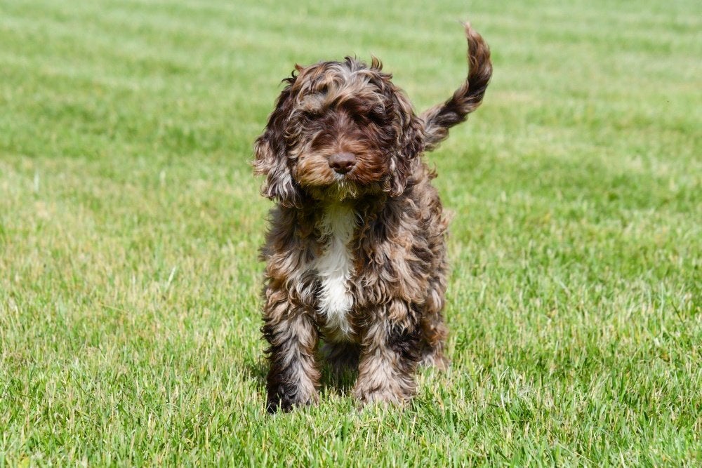 Cockapoo pups te koop (chocolade en merle), Dieren en Toebehoren, Honden | Retrievers, Spaniëls en Waterhonden, 15 weken tot 1 jaar