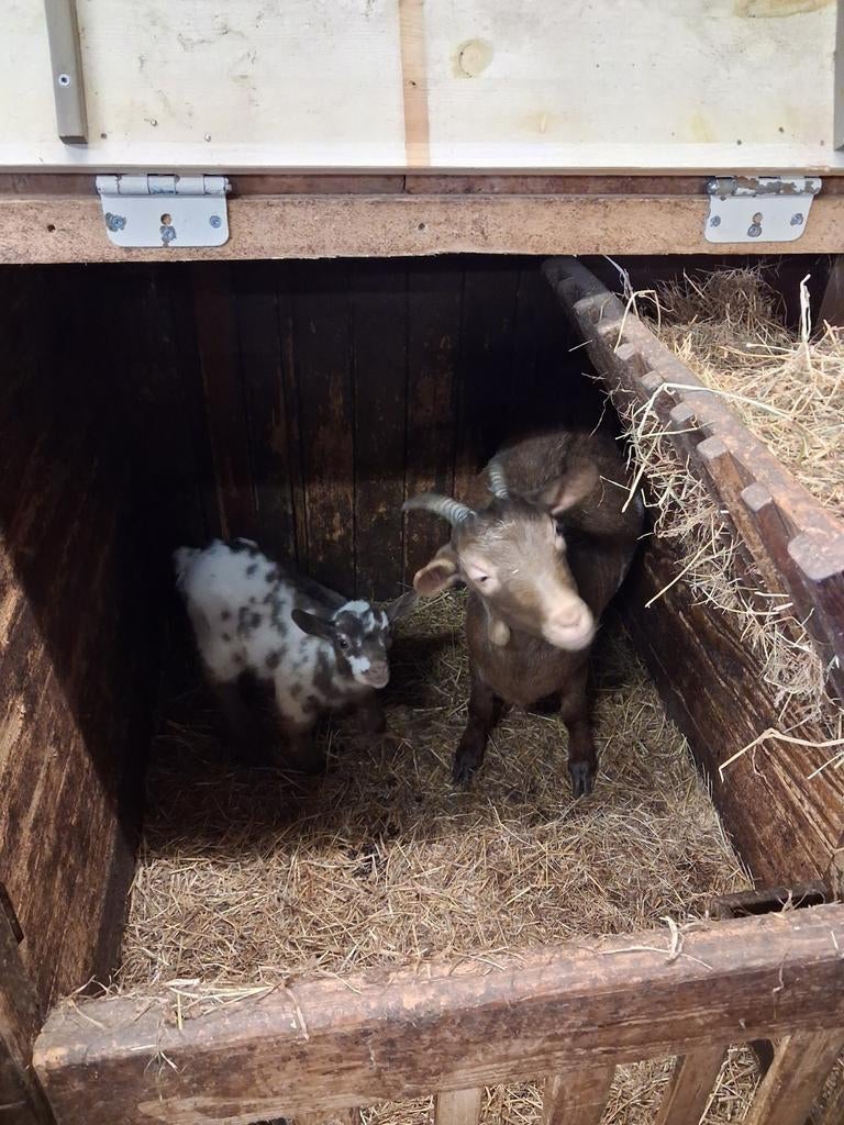 Dwerg geitjes, Dieren en Toebehoren, Schapen, Geiten en Varkens, Meerdere dieren, Geit