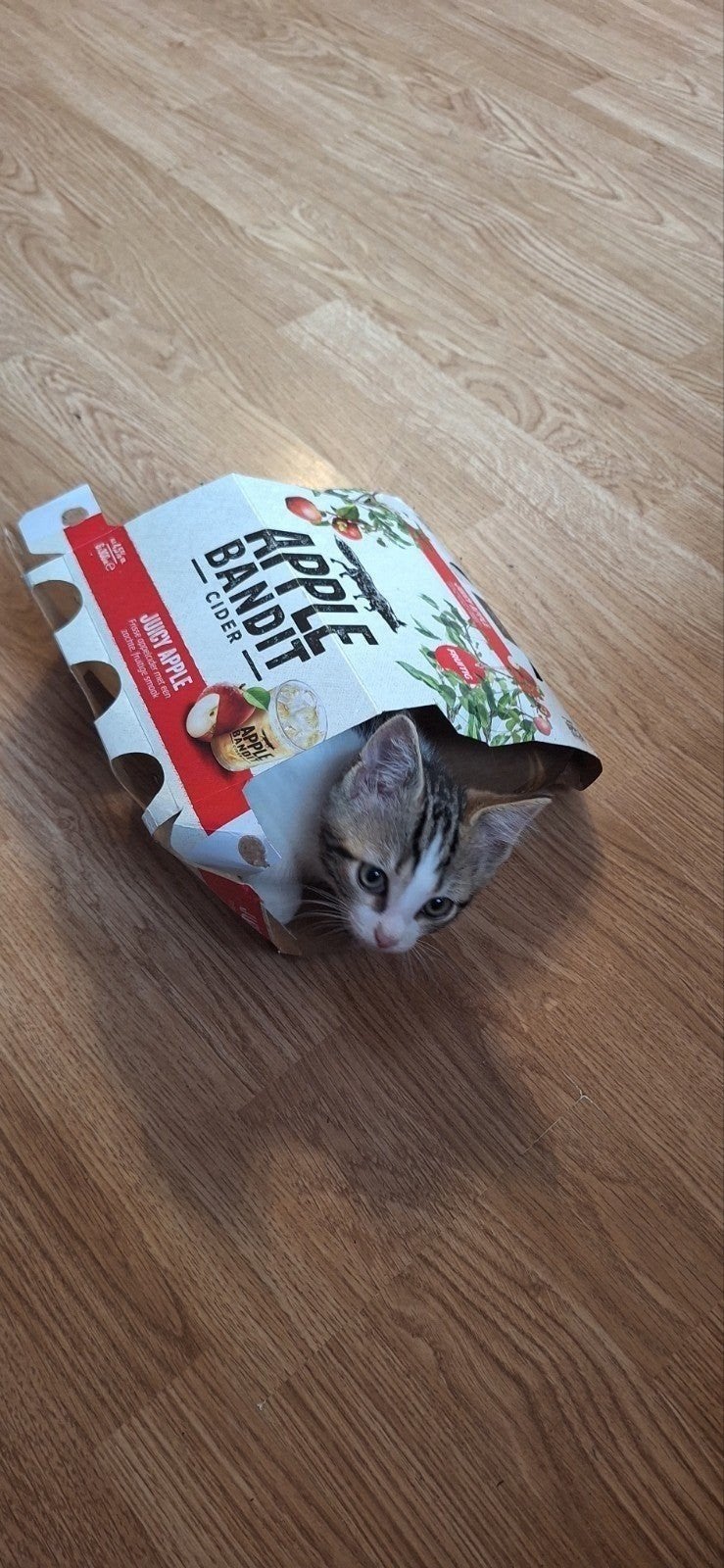 Kitten (mannetje)
