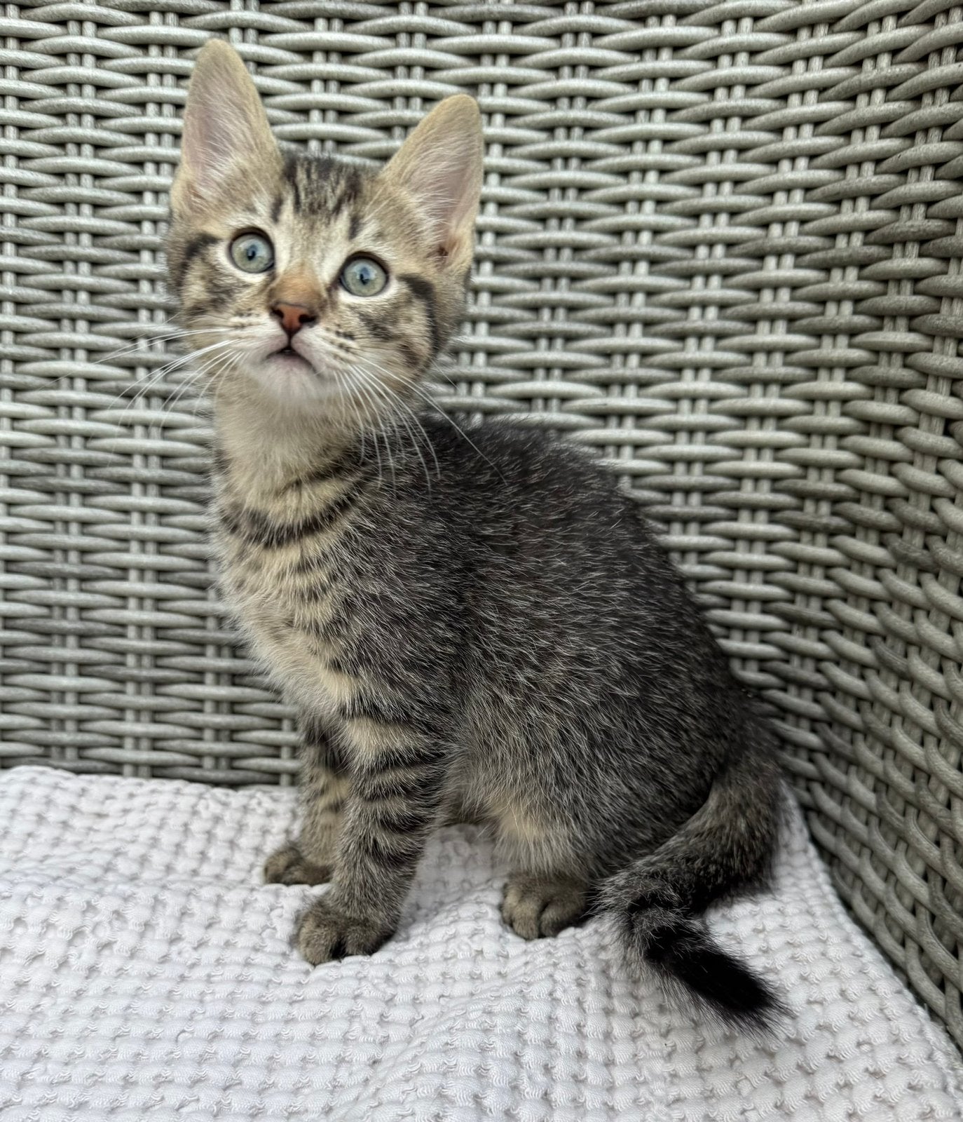 Europese korthaar x Noorse Boskat x Ragdoll, Dieren en Toebehoren, Meerdere dieren, Kortharig, 0 tot 2 jaar