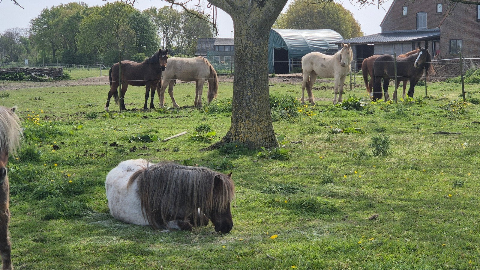 GEZOCHT (tijdelijke) weide voor ponykudde omgeving Wijchen, Dieren en Toebehoren, Weidegang, 4 paarden of pony's of meer